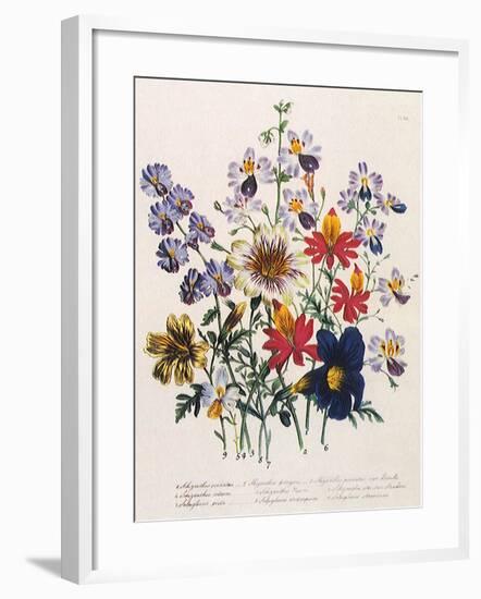 Spring Bouquet-Jane W. Loudon-Framed Giclee Print