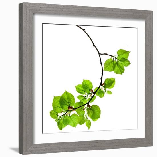 Spring Branch with Fresh Green Leaves  Isolated on White Background-Madlen-Framed Photographic Print