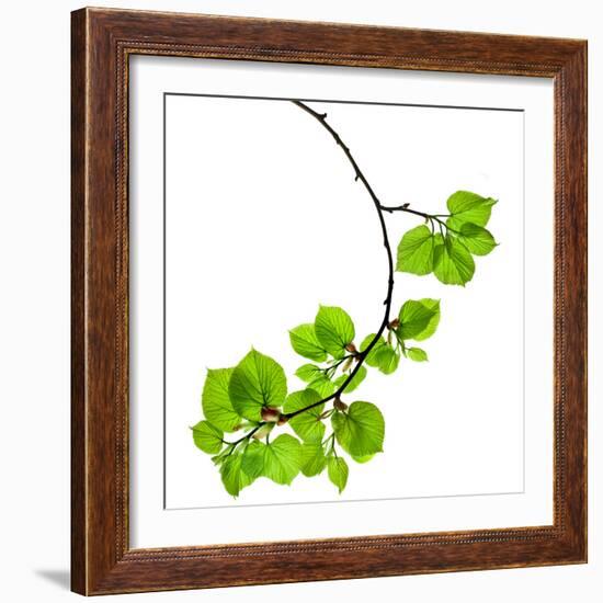 Spring Branch with Fresh Green Leaves  Isolated on White Background-Madlen-Framed Photographic Print