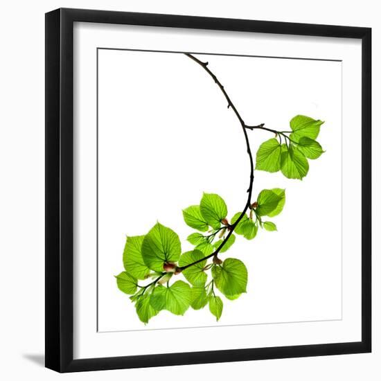 Spring Branch with Fresh Green Leaves  Isolated on White Background-Madlen-Framed Photographic Print