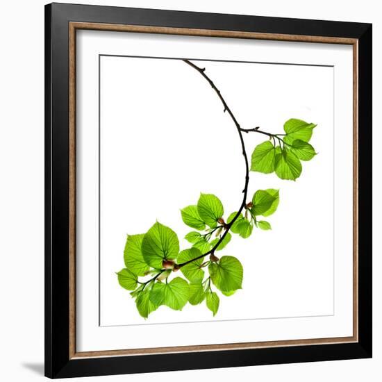 Spring Branch with Fresh Green Leaves  Isolated on White Background-Madlen-Framed Photographic Print