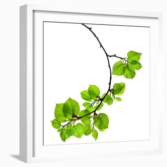 Spring Branch with Fresh Green Leaves  Isolated on White Background-Madlen-Framed Photographic Print