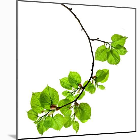 Spring Branch with Fresh Green Leaves  Isolated on White Background-Madlen-Mounted Photographic Print