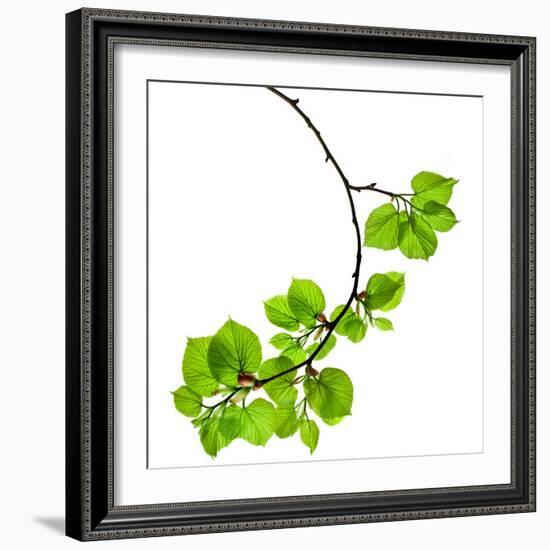 Spring Branch with Fresh Green Leaves  Isolated on White Background-Madlen-Framed Photographic Print