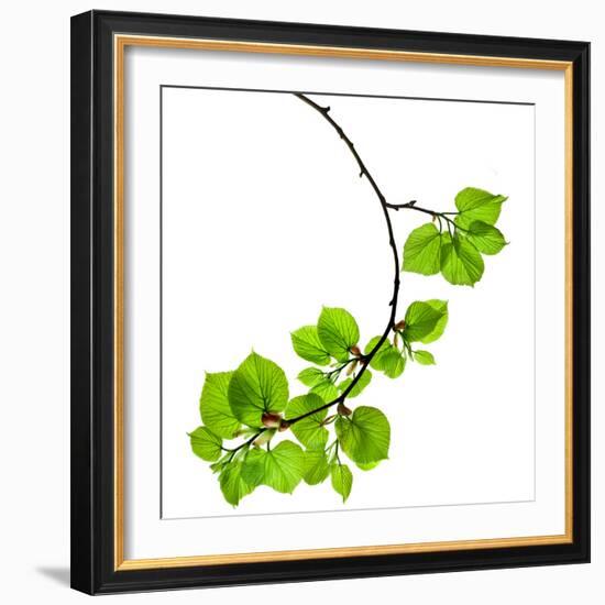 Spring Branch with Fresh Green Leaves  Isolated on White Background-Madlen-Framed Photographic Print