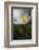 Spring breeze-Heidi Westum-Framed Photographic Print