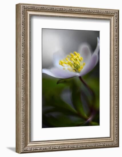 Spring breeze-Heidi Westum-Framed Photographic Print