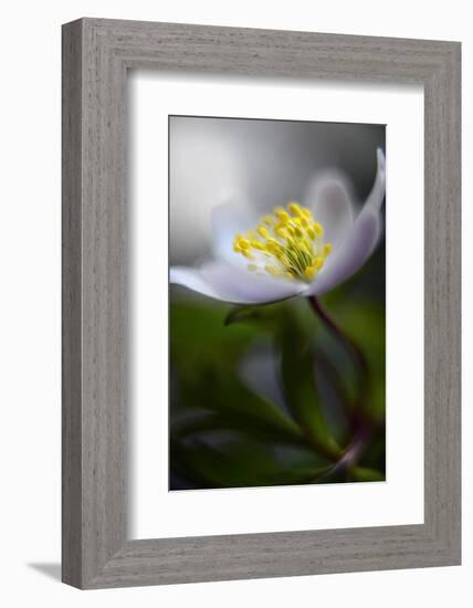 Spring breeze-Heidi Westum-Framed Photographic Print