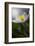 Spring breeze-Heidi Westum-Framed Photographic Print