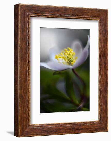 Spring breeze-Heidi Westum-Framed Photographic Print