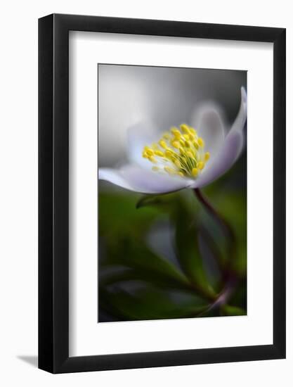 Spring breeze-Heidi Westum-Framed Photographic Print