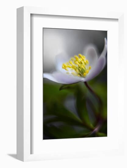 Spring breeze-Heidi Westum-Framed Photographic Print