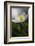 Spring breeze-Heidi Westum-Framed Photographic Print