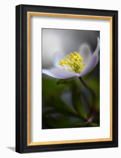 Spring breeze-Heidi Westum-Framed Photographic Print