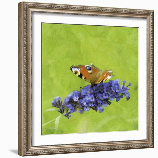 Spring Butterfly-Viviane Fedieu Daniel-Framed Photographic Print