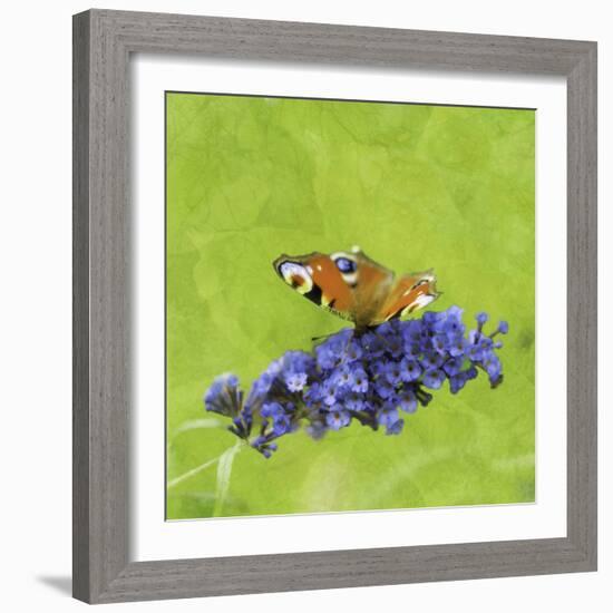 Spring Butterfly-Viviane Fedieu Daniel-Framed Photographic Print