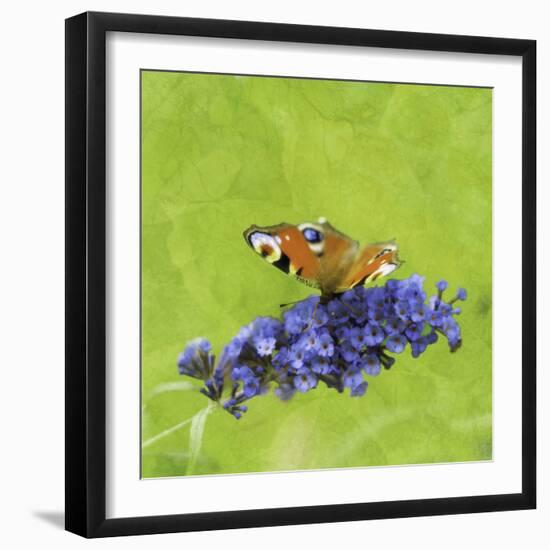 Spring Butterfly-Viviane Fedieu Daniel-Framed Photographic Print