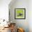 Spring Butterfly-Viviane Fedieu Daniel-Framed Photographic Print displayed on a wall
