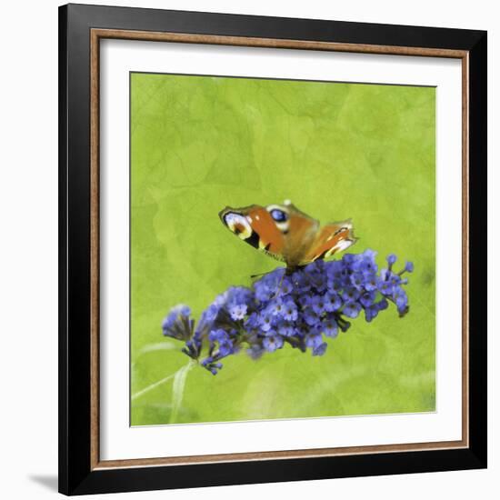 Spring Butterfly-Viviane Fedieu Daniel-Framed Photographic Print