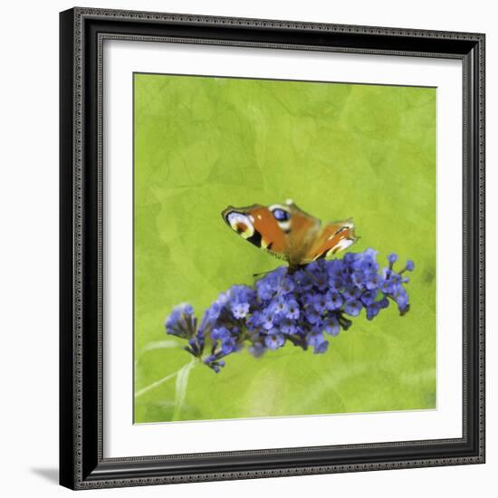 Spring Butterfly-Viviane Fedieu Daniel-Framed Photographic Print