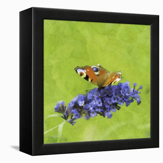 Spring Butterfly-Viviane Fedieu Daniel-Framed Premier Image Canvas