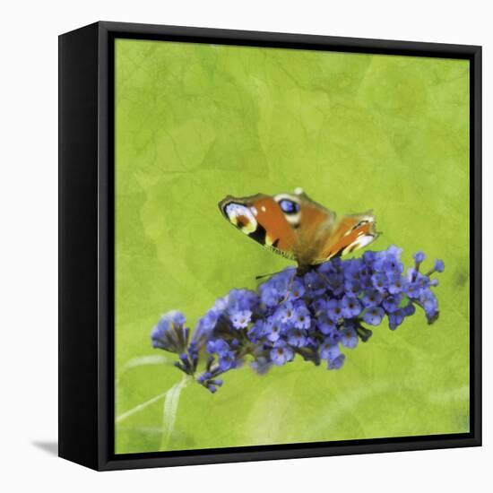 Spring Butterfly-Viviane Fedieu Daniel-Framed Premier Image Canvas