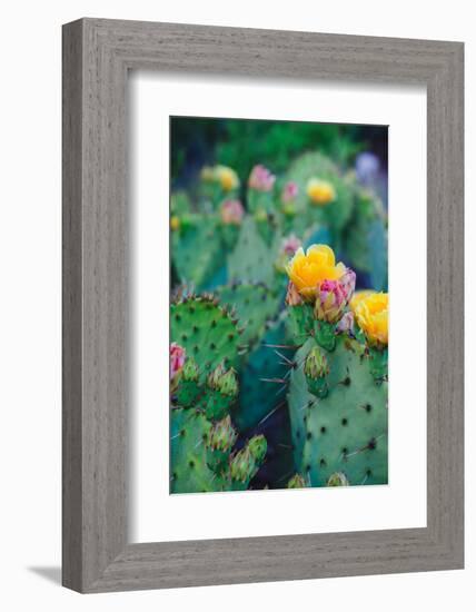 Spring Cacti No. 1-Sonja Quintero-Framed Photographic Print