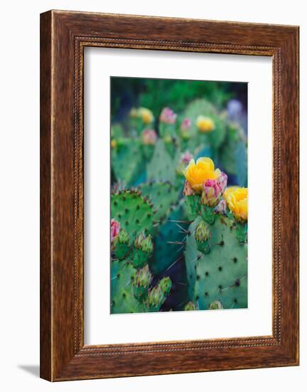 Spring Cacti No. 1-Sonja Quintero-Framed Photographic Print