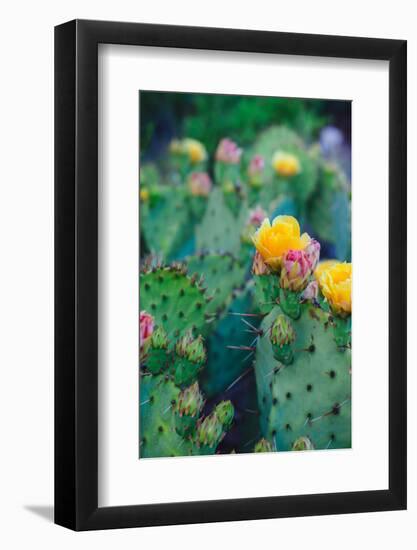 Spring Cacti No. 1-Sonja Quintero-Framed Photographic Print