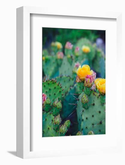 Spring Cacti No. 1-Sonja Quintero-Framed Photographic Print