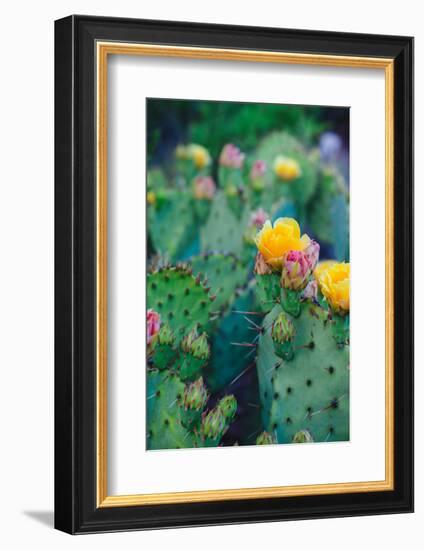 Spring Cacti No. 1-Sonja Quintero-Framed Photographic Print