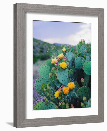 Spring Cacti No. 2-Sonja Quintero-Framed Photographic Print