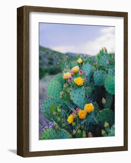 Spring Cacti No. 2-Sonja Quintero-Framed Photographic Print