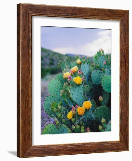 Spring Cacti No. 2-Sonja Quintero-Framed Photographic Print