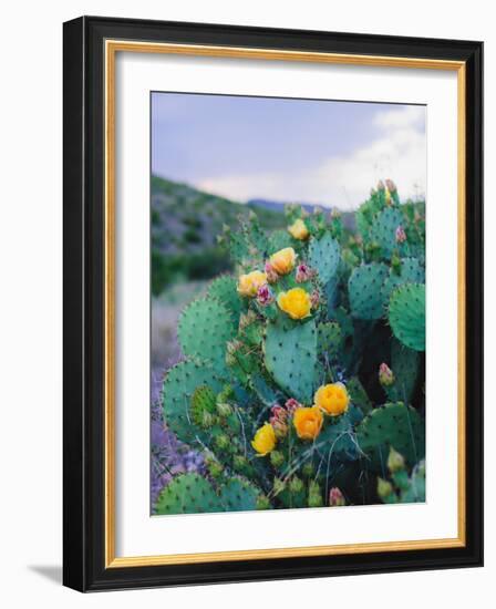 Spring Cacti No. 2-Sonja Quintero-Framed Photographic Print