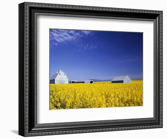 Spring Canola Crop-Terry Eggers-Framed Photographic Print