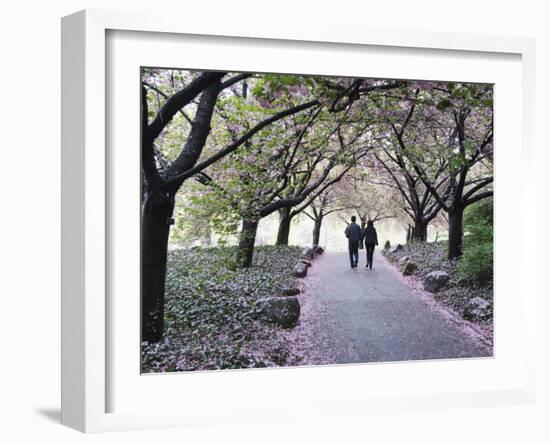 Spring Cherry Blossom, Brooklyn Botanical Garden, Brooklyn-Christian Kober-Framed Photographic Print