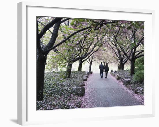 Spring Cherry Blossom, Brooklyn Botanical Garden, Brooklyn-Christian Kober-Framed Photographic Print