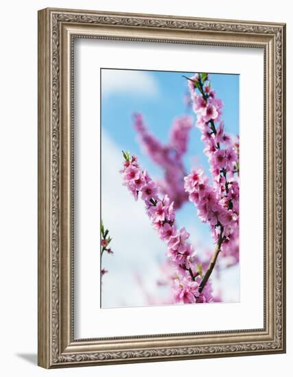 Spring Cherry Blossom Festival, Jinhei, South Korea, Asia-Christian Kober-Framed Photographic Print