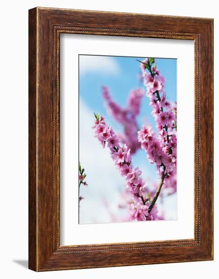 Spring Cherry Blossom Festival, Jinhei, South Korea, Asia-Christian Kober-Framed Photographic Print