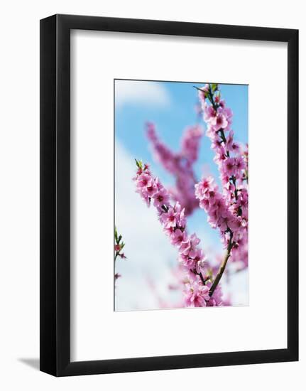 Spring Cherry Blossom Festival, Jinhei, South Korea, Asia-Christian Kober-Framed Photographic Print