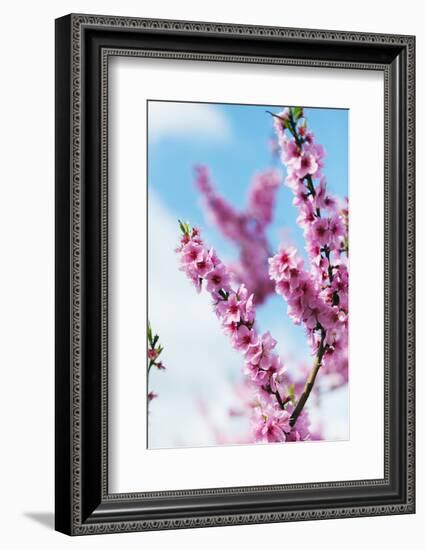 Spring Cherry Blossom Festival, Jinhei, South Korea, Asia-Christian Kober-Framed Photographic Print