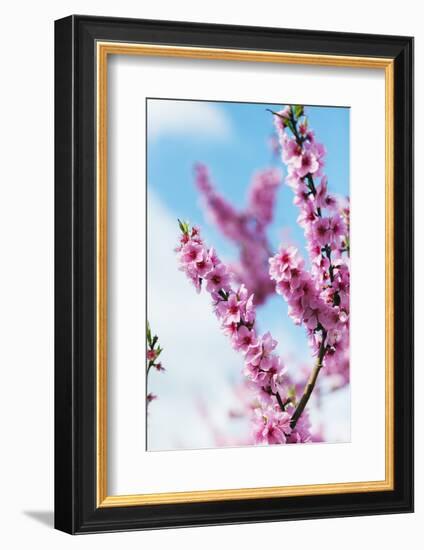 Spring Cherry Blossom Festival, Jinhei, South Korea, Asia-Christian Kober-Framed Photographic Print