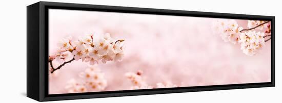 Spring Cherry Blossoms in Full Bloom. Title Header Dimension Image.-landio-Framed Premier Image Canvas