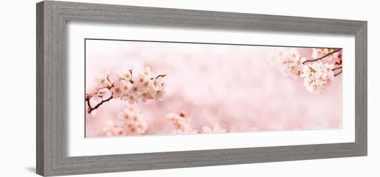 Spring Cherry Blossoms in Full Bloom. Title Header Dimension Image.-landio-Framed Photographic Print