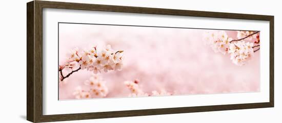 Spring Cherry Blossoms in Full Bloom. Title Header Dimension Image.-landio-Framed Photographic Print