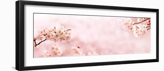 Spring Cherry Blossoms in Full Bloom. Title Header Dimension Image.-landio-Framed Photographic Print