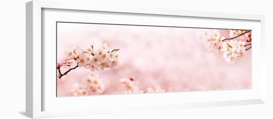 Spring Cherry Blossoms in Full Bloom. Title Header Dimension Image.-landio-Framed Photographic Print