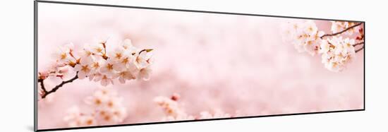 Spring Cherry Blossoms in Full Bloom. Title Header Dimension Image.-landio-Mounted Photographic Print