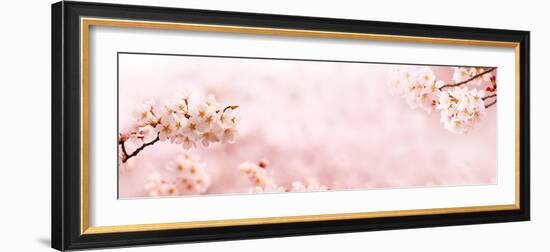 Spring Cherry Blossoms in Full Bloom. Title Header Dimension Image.-landio-Framed Photographic Print